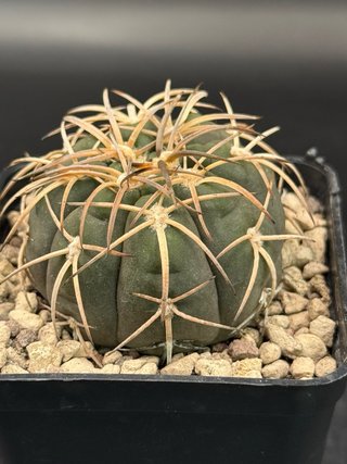 Gymnocalycium Spegazzini vaso 7,5 cm
