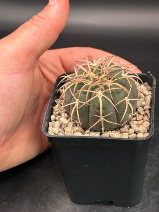Gymnocalycium Spegazzini vaso 7,5 cm