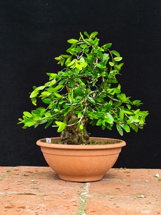bonsai granado