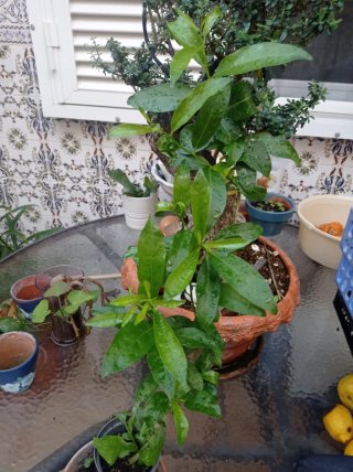 Planta Galán de Noche