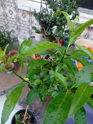 Planta Galán de Noche