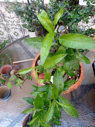 Planta Galán de Noche