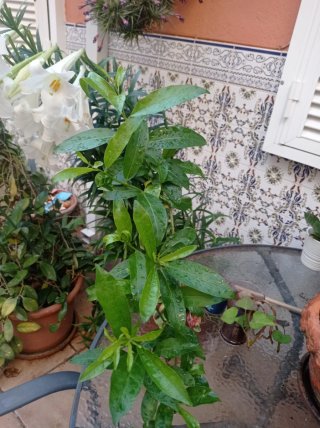 Planta Galán de Noche