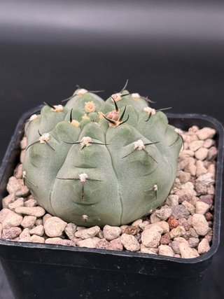 Gymnocalycium vatteri f. Unguispinum vaso 7,5 cm