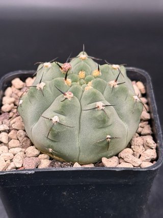 Gymnocalycium vatteri f. Unguispinum vaso 7,5 cm