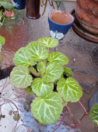Begonia Tigre - Plantas