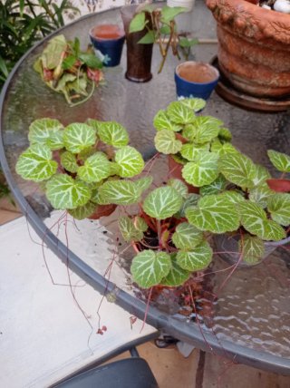 Begonia Tigre - Plantas