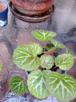 Begonia Tigre - Plantas