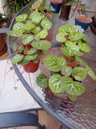 Begonia Tigre - Plantas