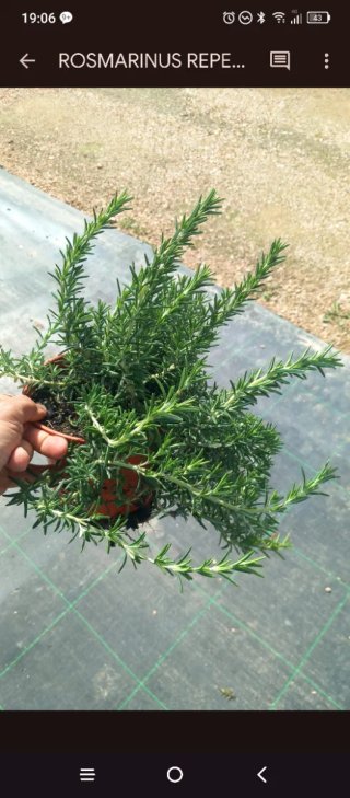 Planta de Romero Rastrerro