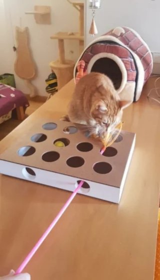 Caja de madera para juegos de gato