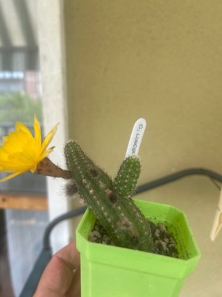 Cactus di Chamaecereus Giallo