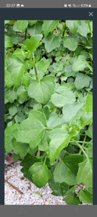 Esqueje Senecio Angulatus sin raiz