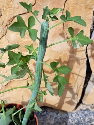 Esqueje Senecio Articulatus sin raíz