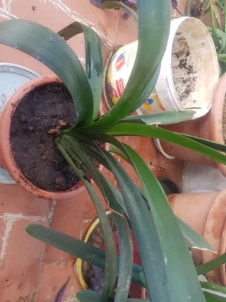 Clivia de 3 años
