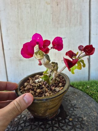 Bonsái Buganvilla mini