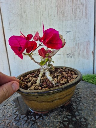 Bonsái Buganvilla mini