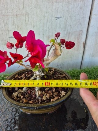 Bonsái Buganvilla mini
