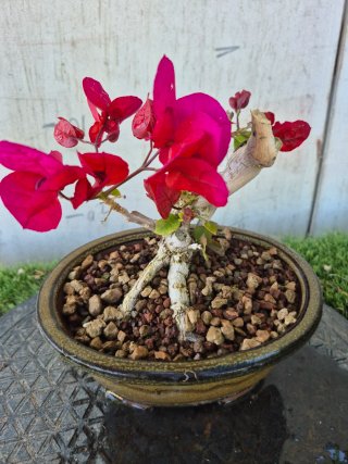 Bonsái Buganvilla mini