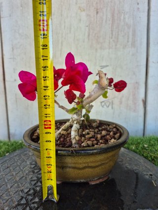 Bonsái Buganvilla mini