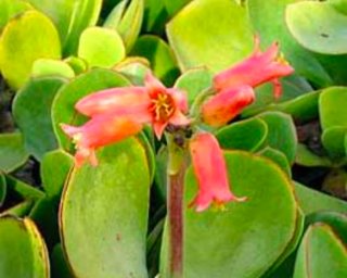 Cotyledon Orbiculata XL Planta Suculenta