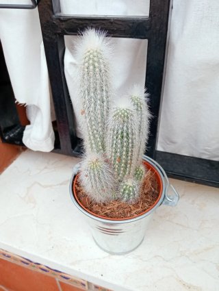 Cactus con maceta metálica