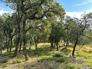Solar en venta en Mas Mora - Sant Daniel en Tordera
