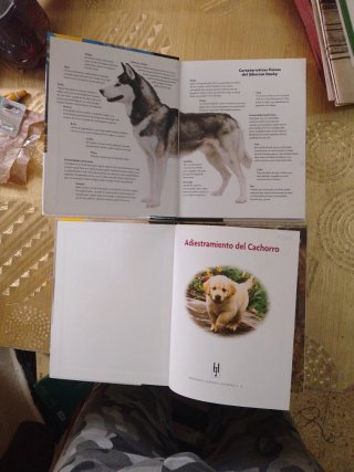 Siberian Husky