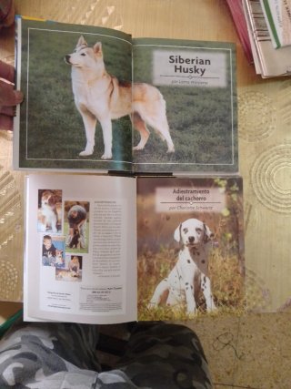 Siberian Husky