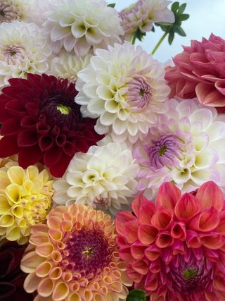 Set semi Echinacea personalizzato