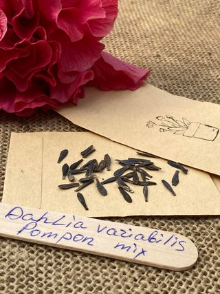 Set semi Echinacea personalizzato
