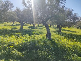 Terreno en venta en Alhaurín el Grande