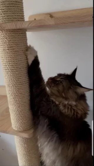 Árbol rascador para gato