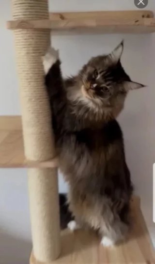 Árbol rascador para gato