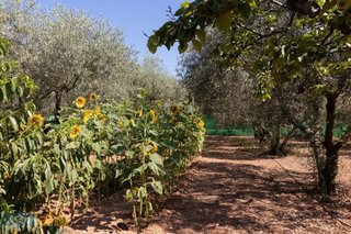 Casa rural en venta en Olesa de Montserrat