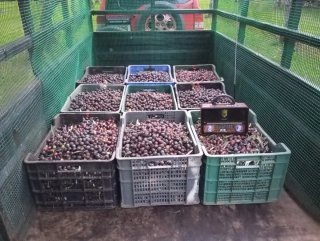 Vareadora Vibrante TK 5000