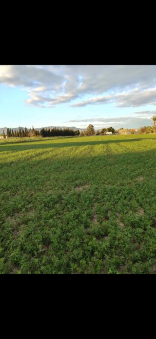 Terreno agrícola