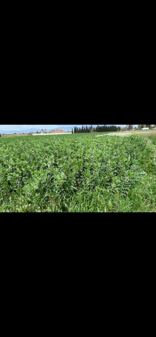 Terreno agrícola
