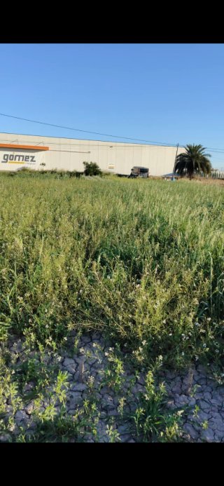 Terreno agrícola