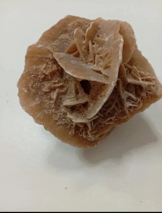 Rosa del Desierto / Rosa de Jericó