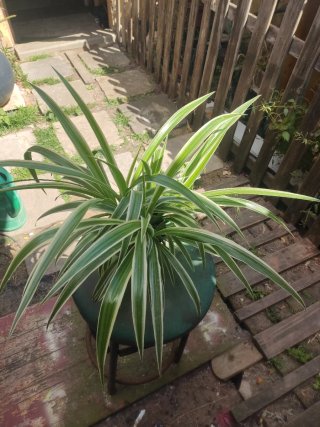 Planta Cinta