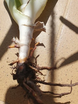 Planta Aloe Vera con Raíces. Flor Amarilla