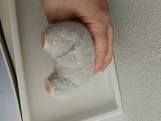 Labubu gris peluche