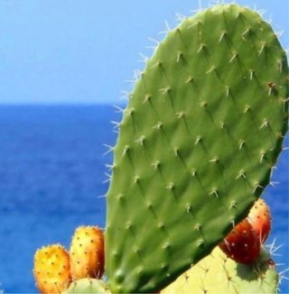 6 Fichi d'India