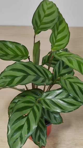 Calathea Freddie Planta Interior