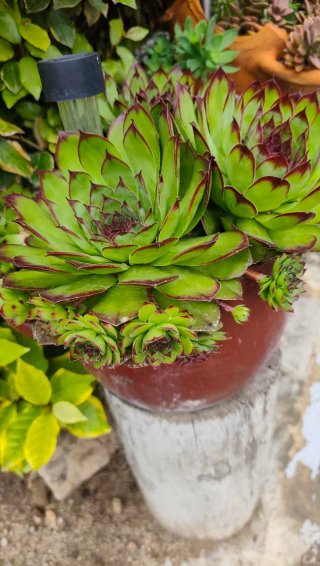 6 plantas Siempreviva con raíz