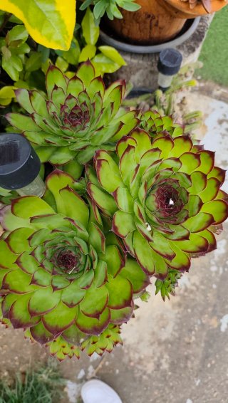 6 plantas Siempreviva con raíz