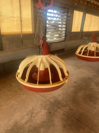 Comederos y Bebederos para Pollos