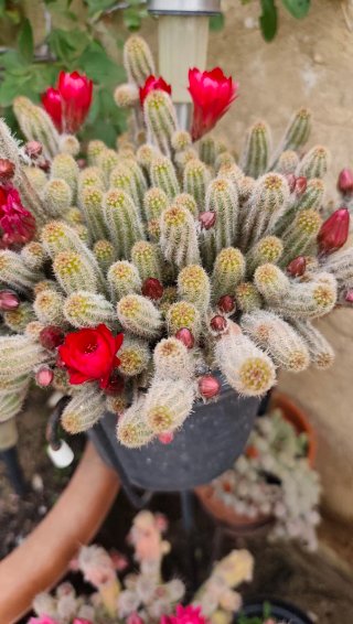 Esqueje de cactus con flores rojas