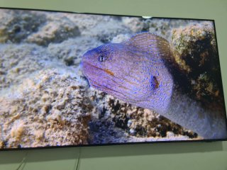 Samsung TV Qled 8k 55"